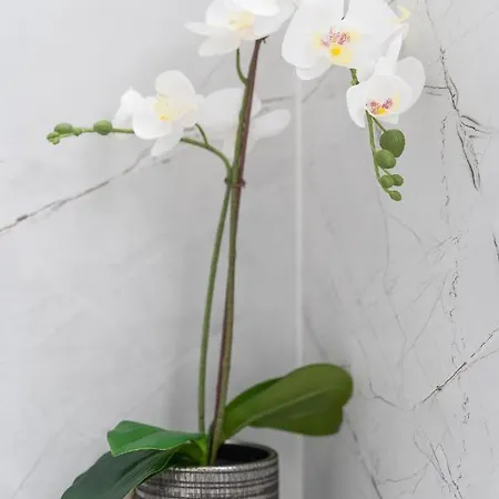 Silver Апартаменты Свиноуйсьце